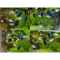 8x male HB Blue guppies