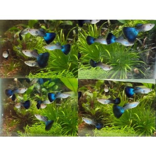 8x male HB Blue guppies