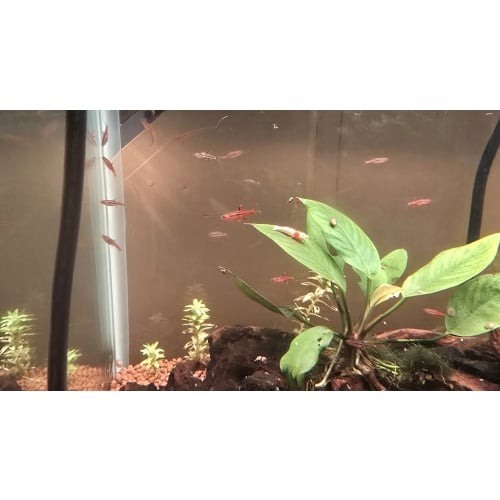 Chili Rasboras (qty 20)