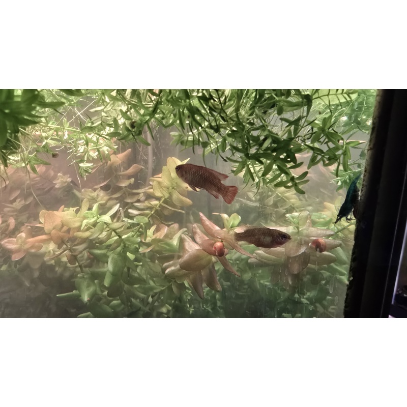 Scarlet Badis PAIR (M/F)
