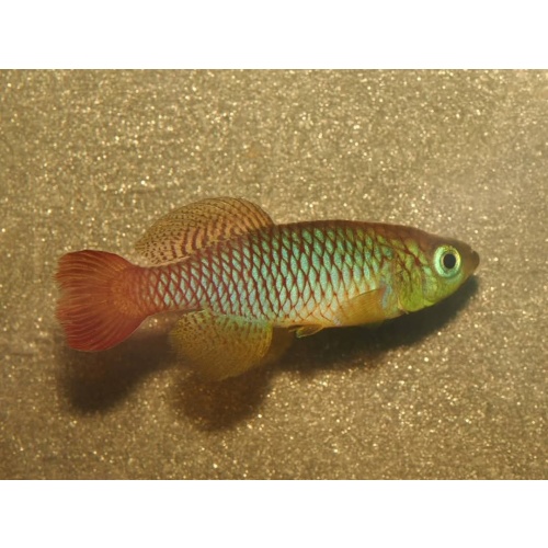 Notho. foerschi Soga TAN 97-45 40 eggs
