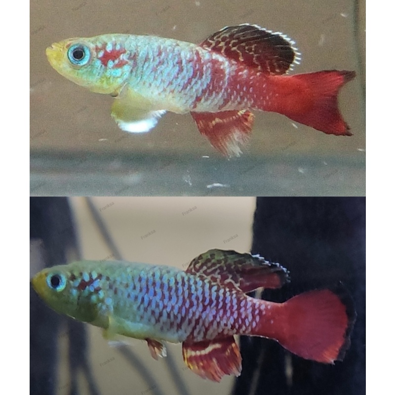 Nothobranchius guentheri A.S. 50+ eggs