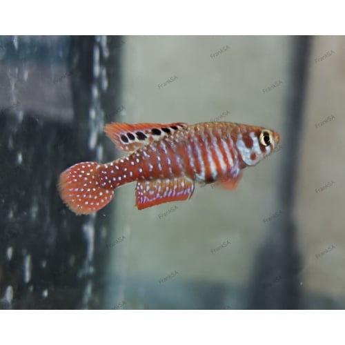 Simpsonichtys santanae "T.T." 60+ eggs