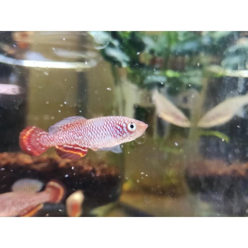 Notho. marmoreus Mukobe CD 23-9 35 eggs READY