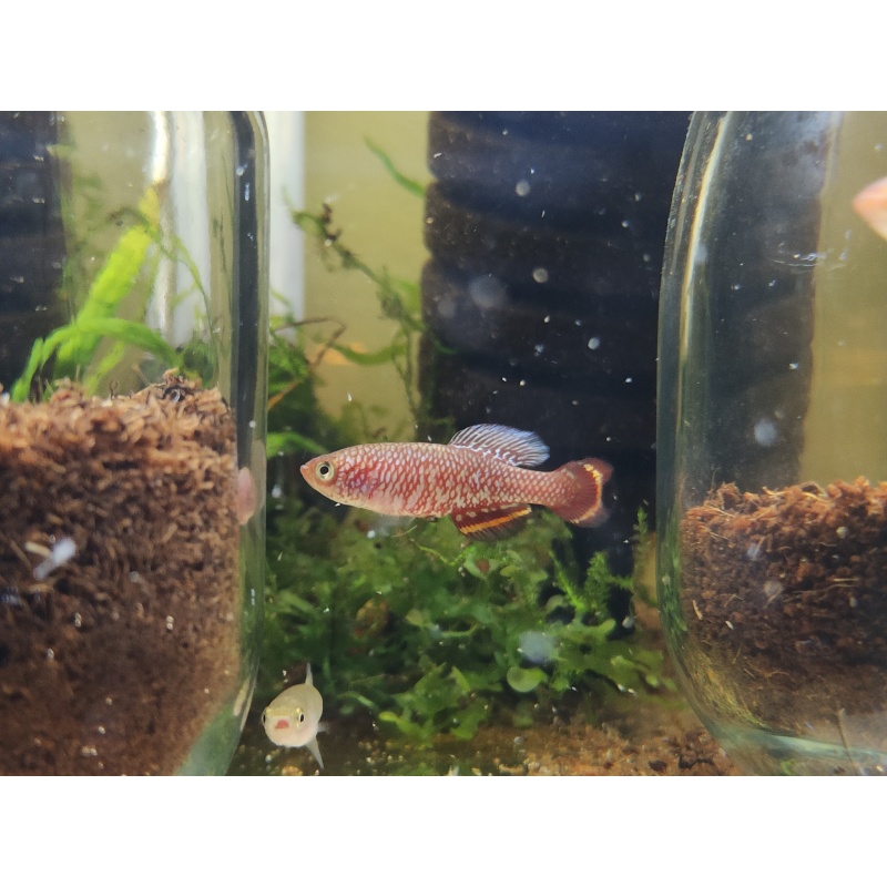 Notho. marmoreus Mukobe CD 23-9 35 eggs READY