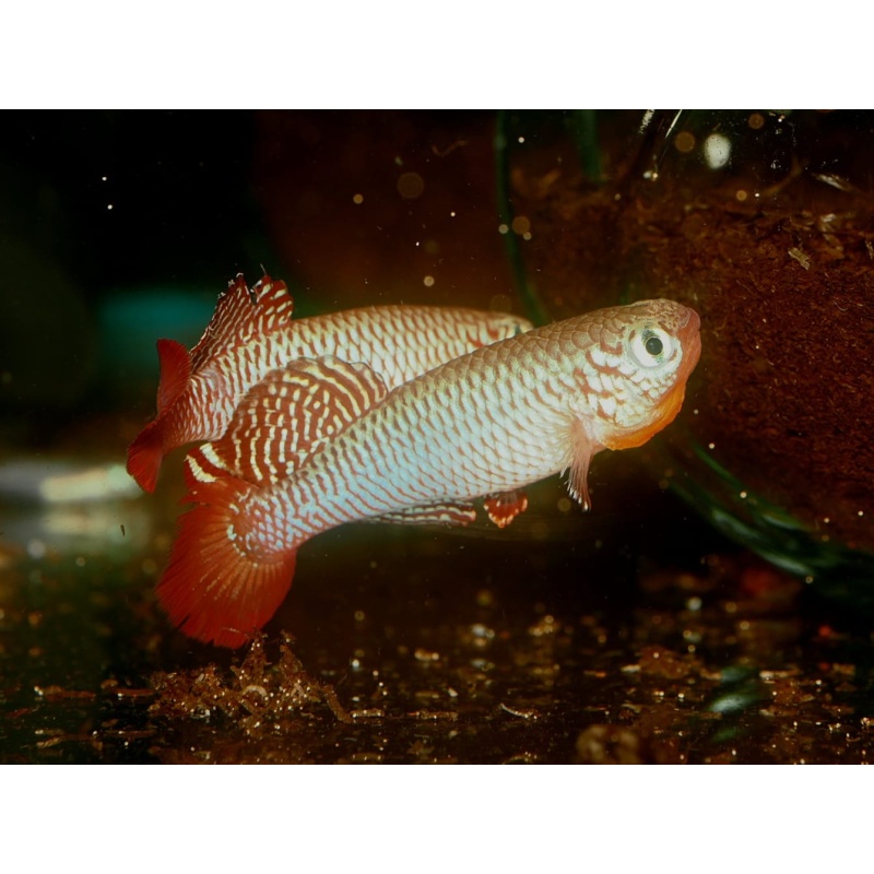 Nothobranchius - Flammicomantis Mwakanga FTZ 10-21