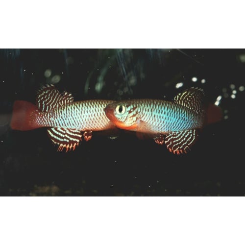 Nothobranchius - Flammicomantis Mwakanga FTZ 10-21