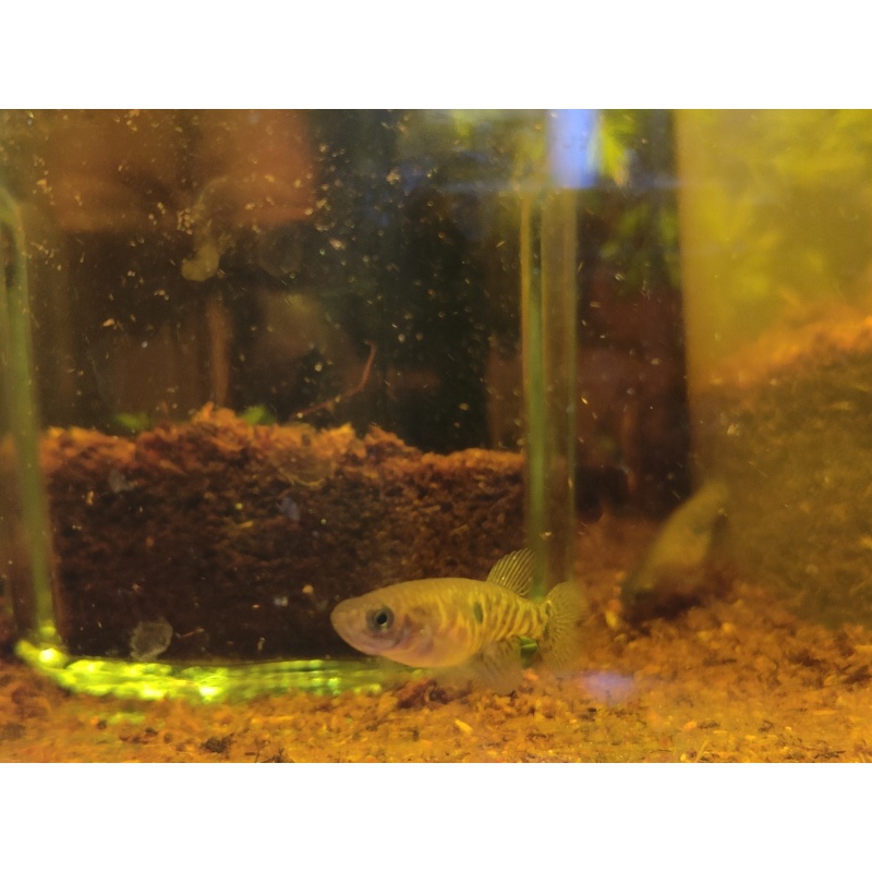 Nema. whitei São Pedro da Aldeia 35 eggs