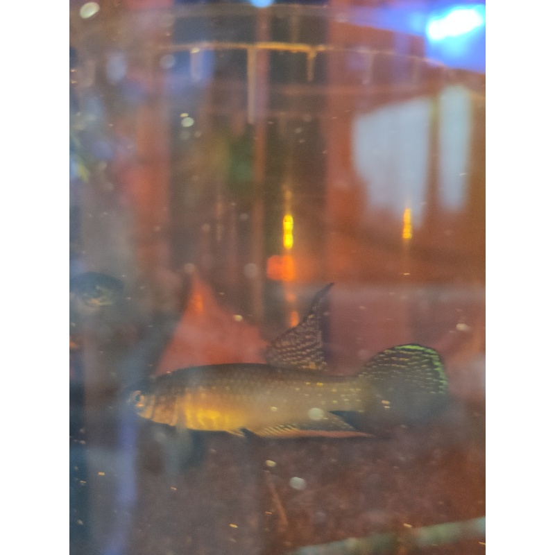 Nema. whitei São Pedro da Aldeia 35 eggs