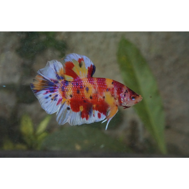 Giant Multicolor 4month 5.2cm(bodyonly)
