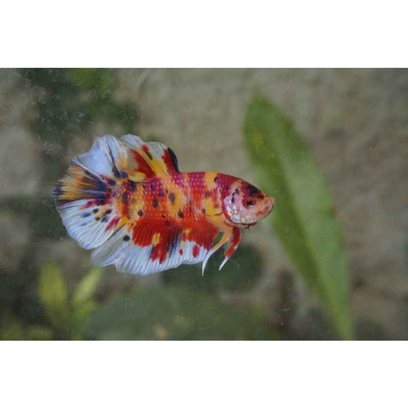 Giant Multicolor 4month 5.2cm(bodyonly)