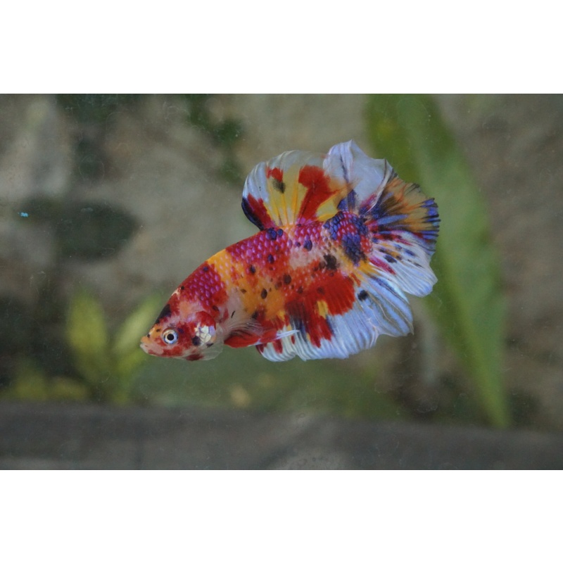 Giant Multicolor 4month 5.2cm(bodyonly)