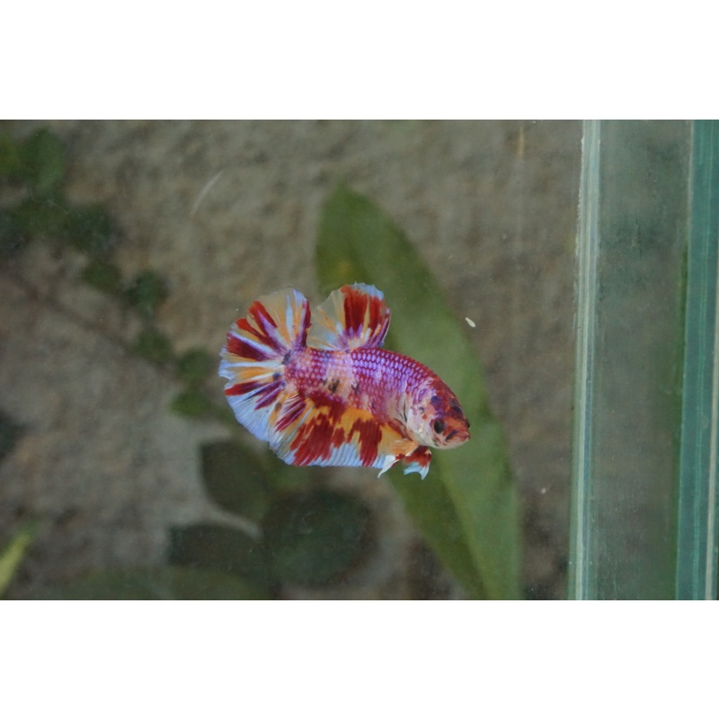 Giant nemo candy 4month 5cm (bodyonly)