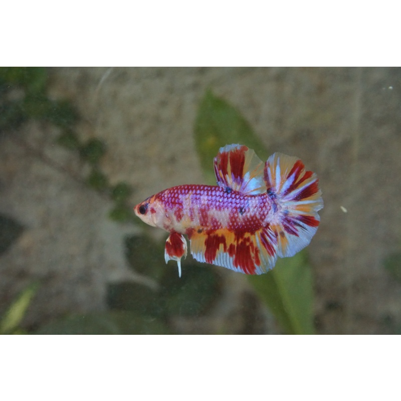 Giant nemo candy 4month 5cm (bodyonly)