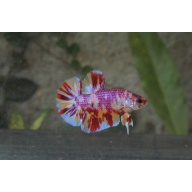 Giant nemo candy 4month 5cm (bodyonly)