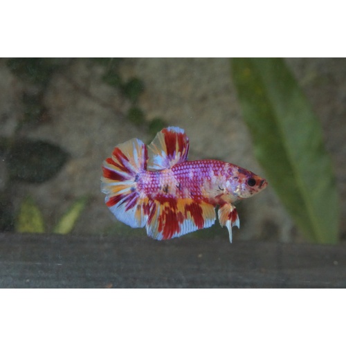 Giant nemo candy 4month 5cm (bodyonly)