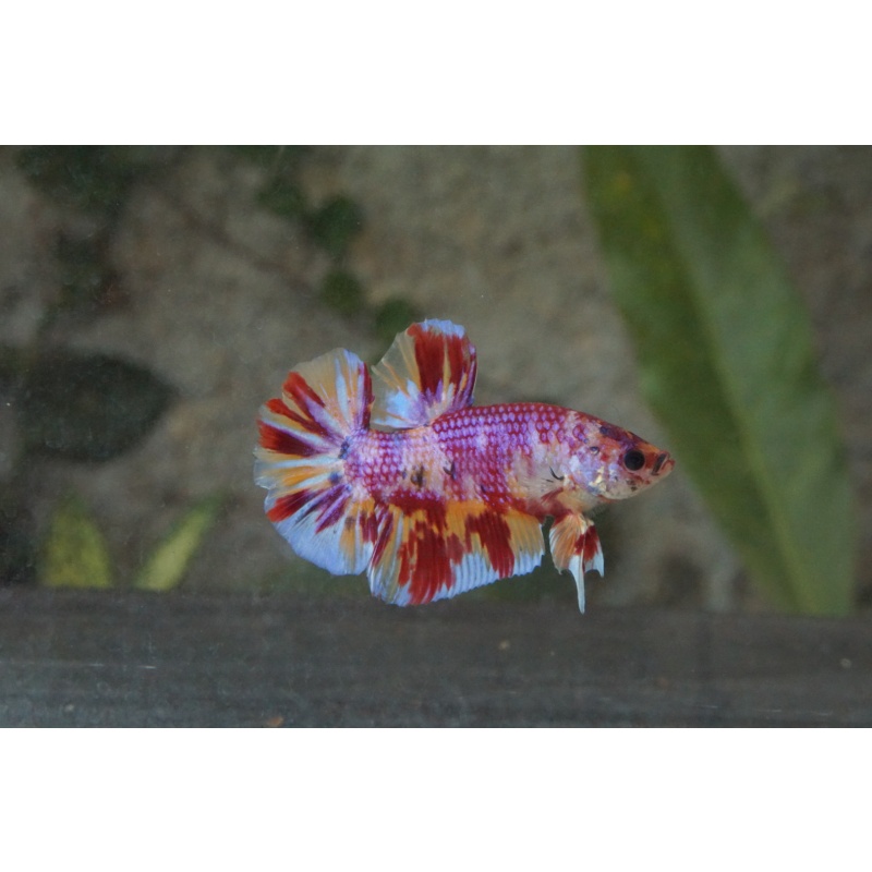 Giant nemo candy 4month 5cm (bodyonly)