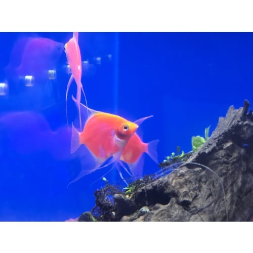 Three adult pink/red angelfish