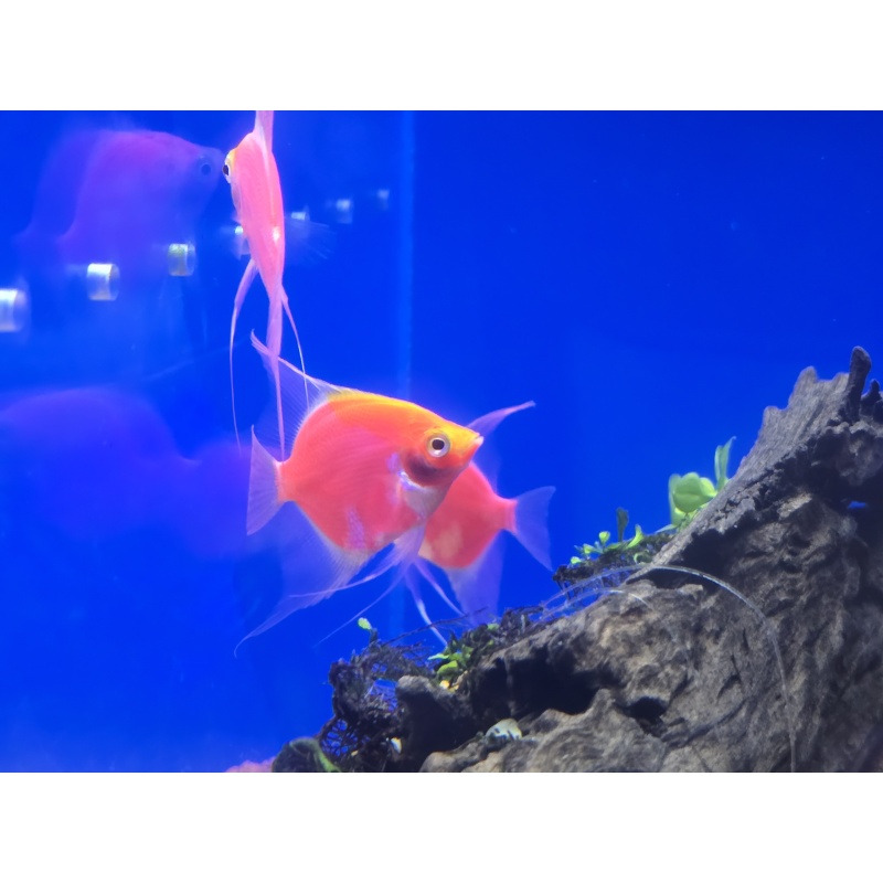 Three adult pink/red angelfish