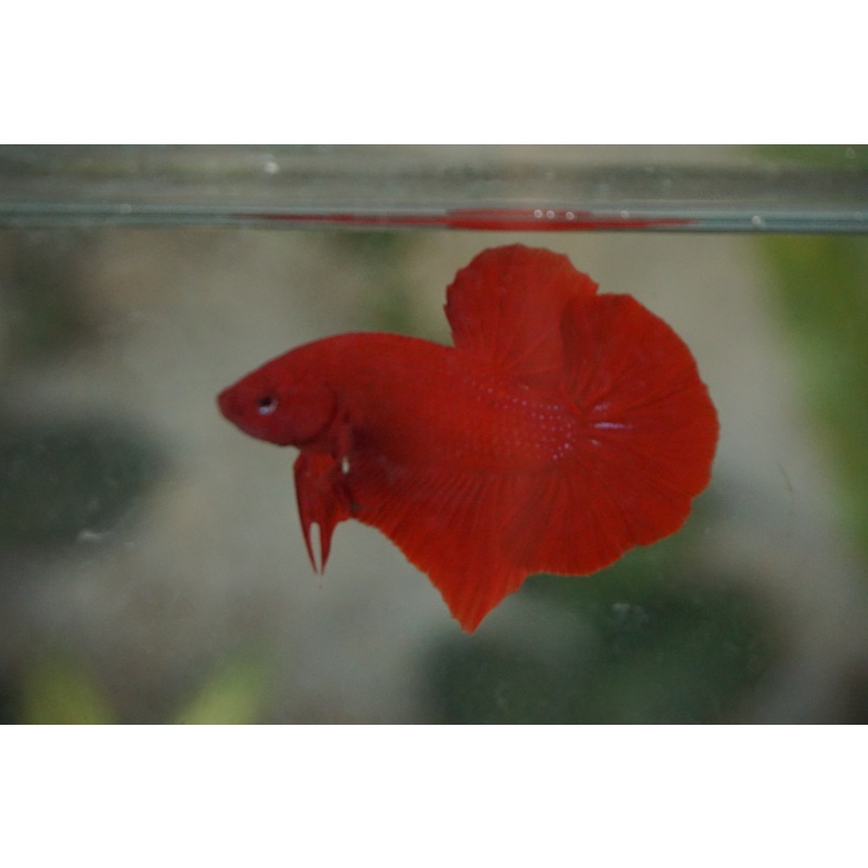 Giant Super Red 2,5 month 4,2cm bodyonly