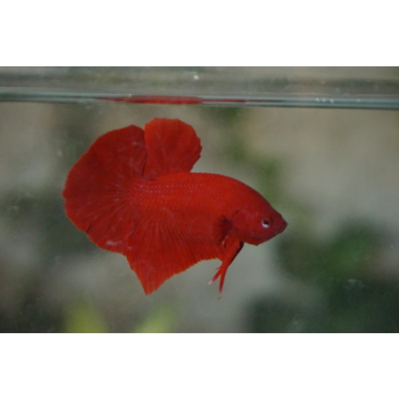 Giant Super Red 2,5 month 4,2cm bodyonly