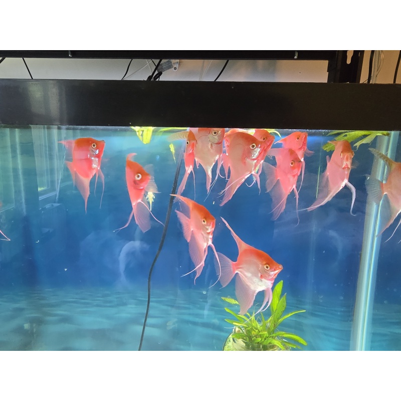 One adult pink/red angelfish