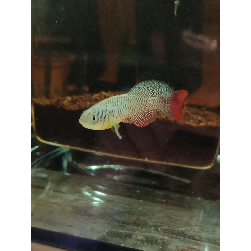 Nothobranchius furzeri Chefu MZCS 11/222 35 eggs