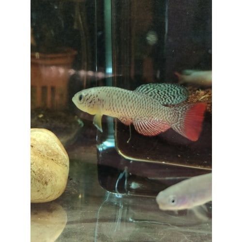 Nothobranchius furzeri Chefu MZCS 11/222 35 eggs
