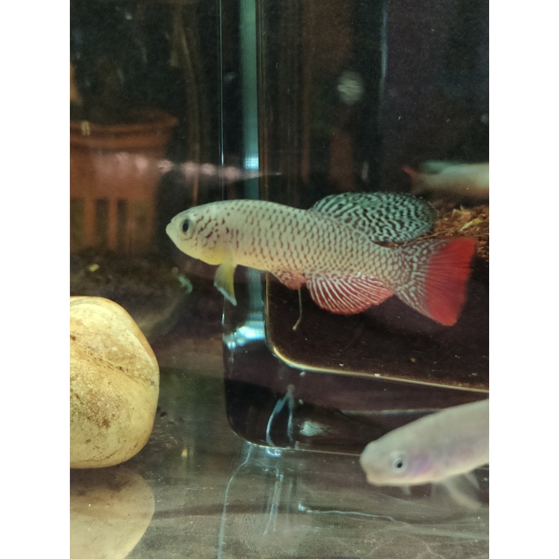 Nothobranchius furzeri Chefu MZCS 11/222 35 eggs