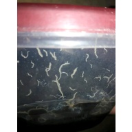 Grindal worms