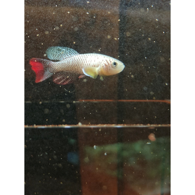 Nothobranchius furzeri Chefu MZCS 11/222 35 eggs