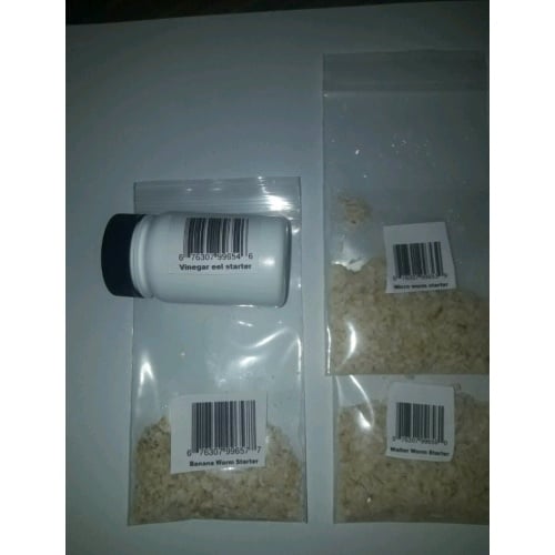 Micro worm, walter worm banana worm vinegar eels 2 0z cultures