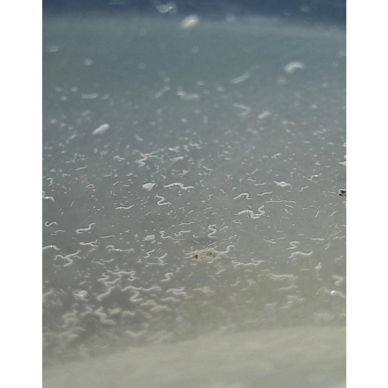 Micro worm, walter worm banana worm vinegar eels 2 0z cultures