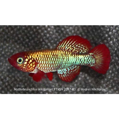 Nothobranchius - Nikiforovi TTKSN 17-03