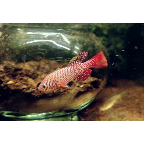 Nothobranchius - Kadleci "Save river" 40+