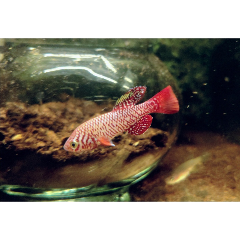 Nothobranchius - Kadleci "Save river" 40+