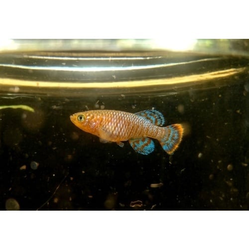 Nothobranchius - Rachovii "Beira 98" 40+