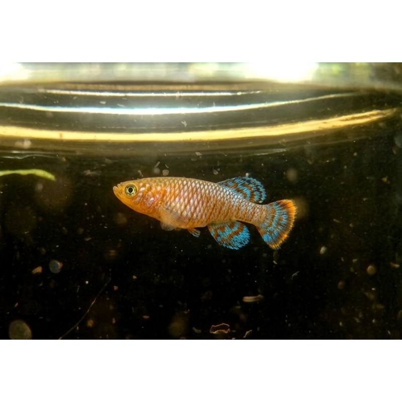 Nothobranchius - Rachovii "Beira 98" 40+