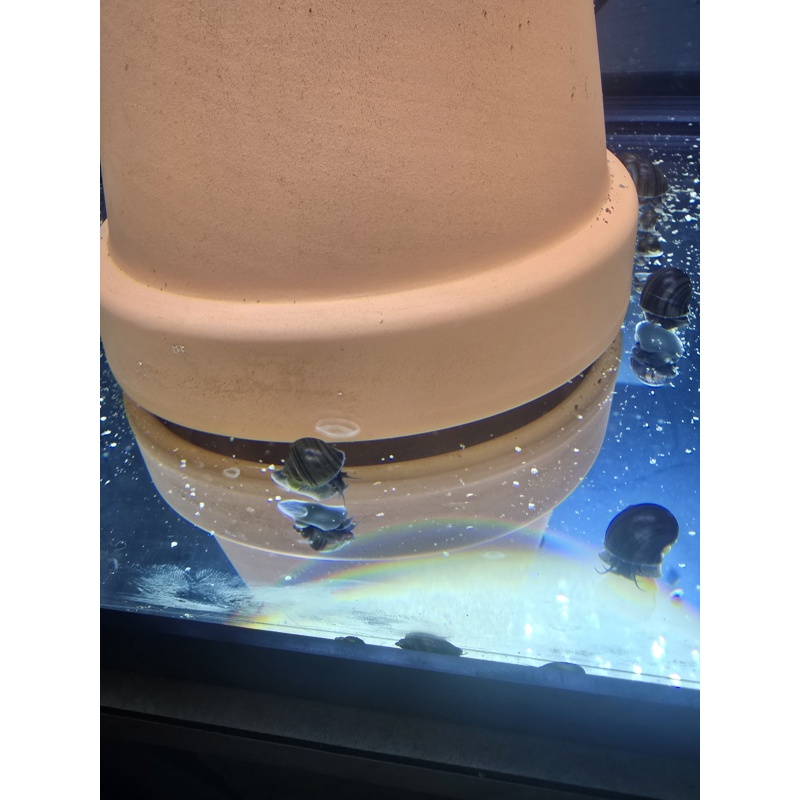 Mystery Snails