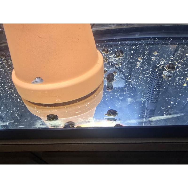 Mystery Snails