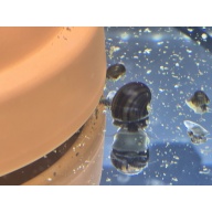 Mystery Snails