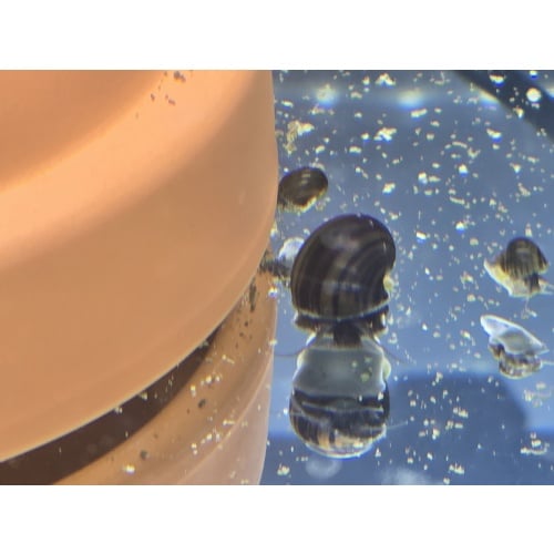 Mystery Snails