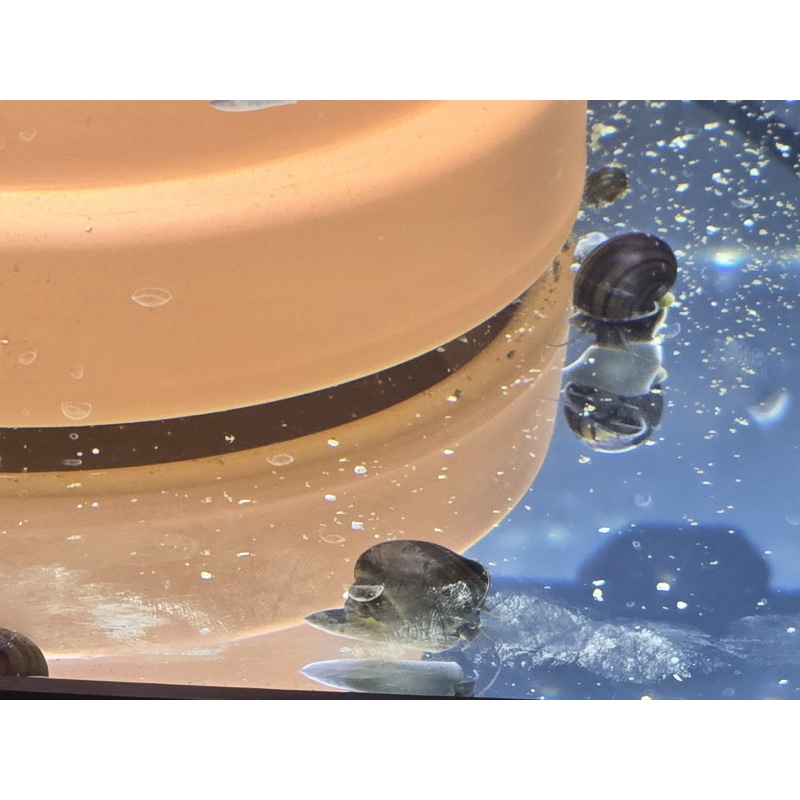 Mystery Snails
