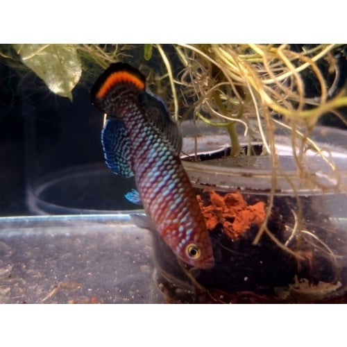 Nothobranchius - Pienaari Beira MZCS 514