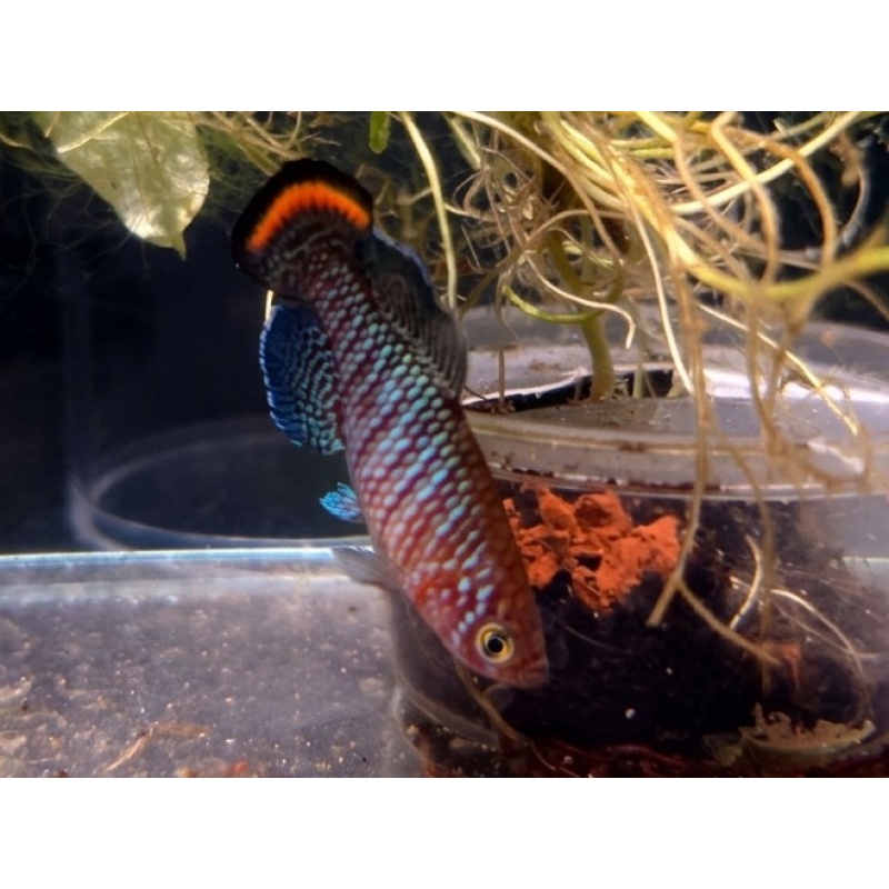 Nothobranchius - Pienaari Beira MZCS 514