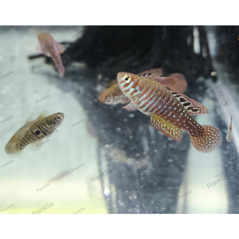 Simpsonichtys santanae "T.T." 60+ eggs