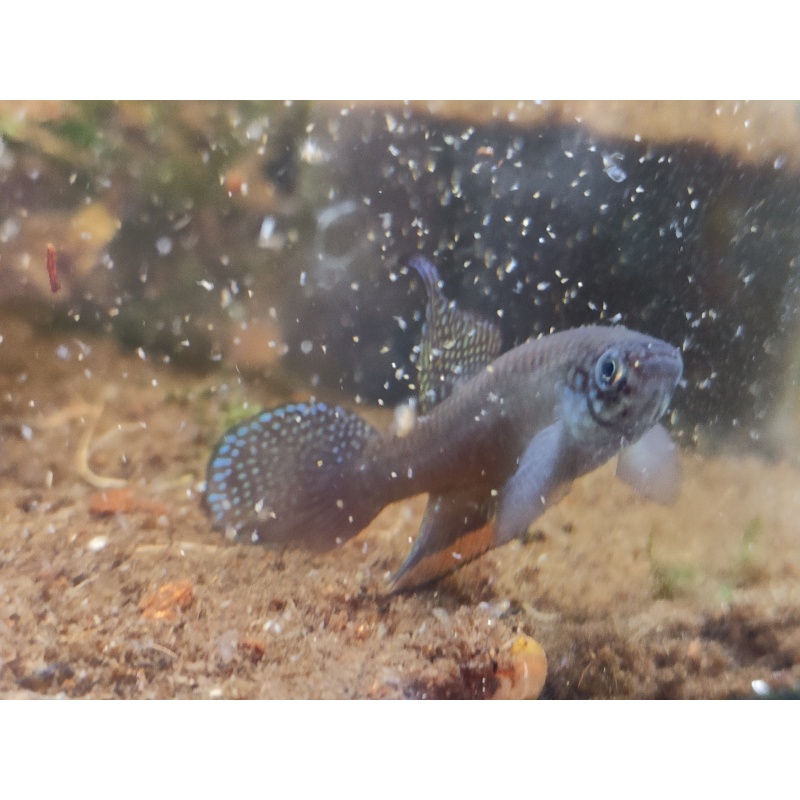 Nema. whitei São Pedro da Aldeia 35 eggs