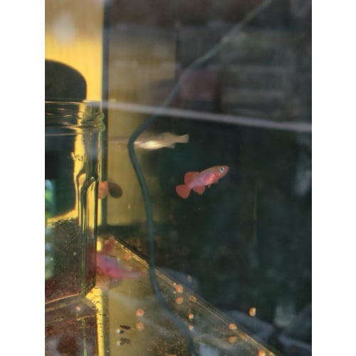 Notho. Cardinalis TTKSN 17-12 40 eggs