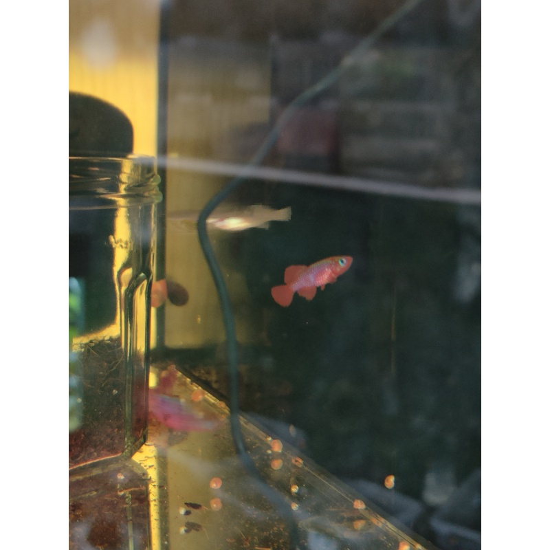 Notho. Cardinalis TTKSN 17-12 40 eggs