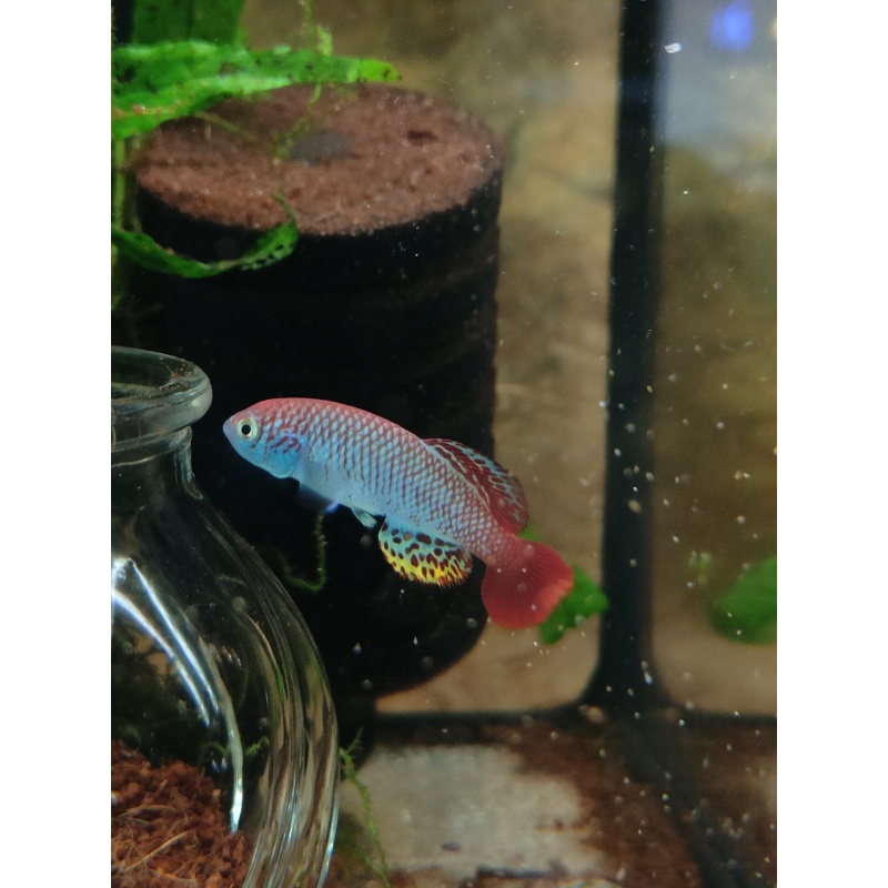 Notho. derhami Ahero KEN 19-16 40 eggs